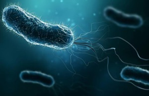 Helicobacter pylori
