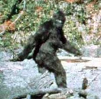 Bigfoot in woods
