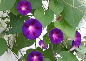 Ipomoea tricolor
