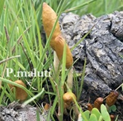 Psilocybe maluti