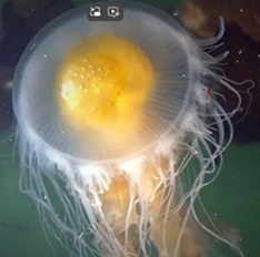 Forbidden fried egg jellyfish